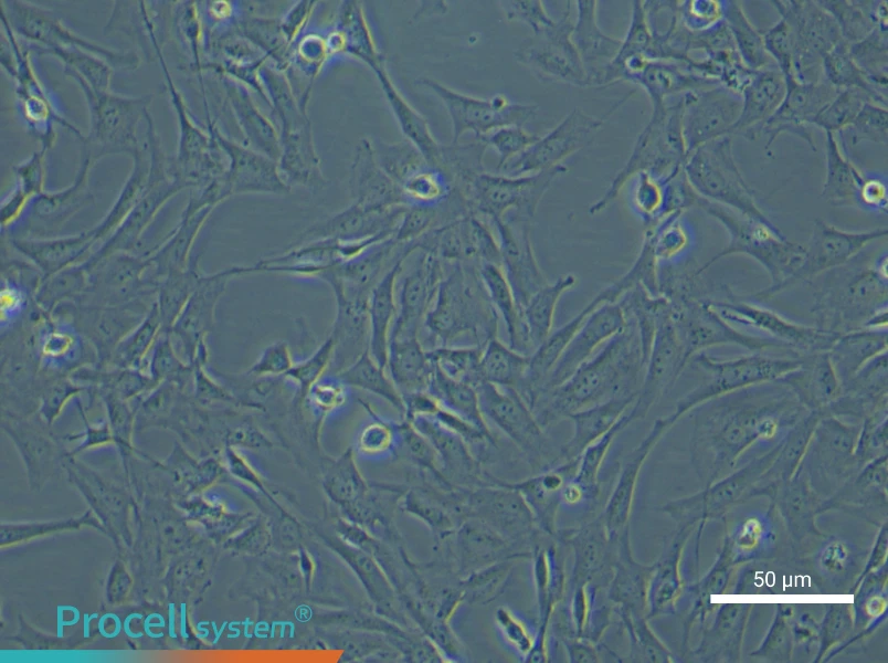 Mouse Gingival Fibroblast Complete Medium - small - 6