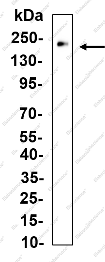 Recombinant CNTP1 Monoclonal Antibody - 1