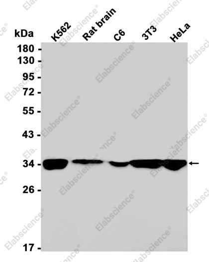 Recombinant REA Monoclonal Antibody - 1