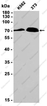 Recombinant CDK5RAP3 Monoclonal Antibody - 2