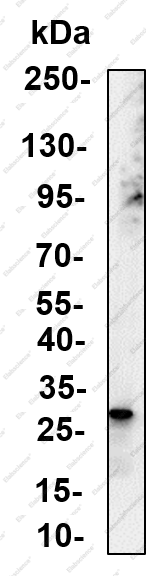 Recombinant PD-L2 Monoclonal Antibody - 2