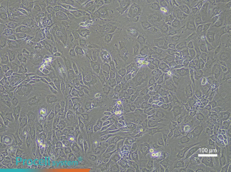 Rat Acetabular Chondrocyte Complete Medium - 1