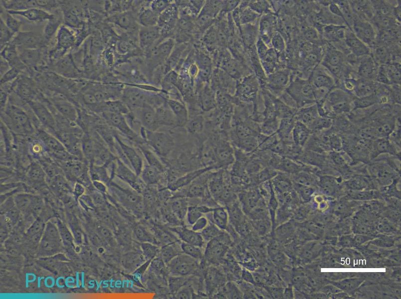 Mouse Skeletal Muscle Satellite Cell Complete Medium - small - 5