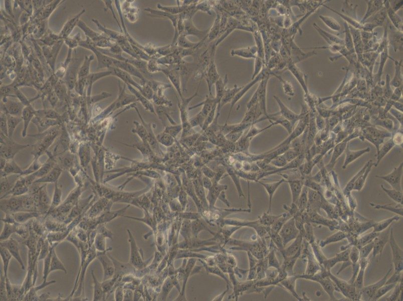 ES-2 Cell Complete Medium - 4