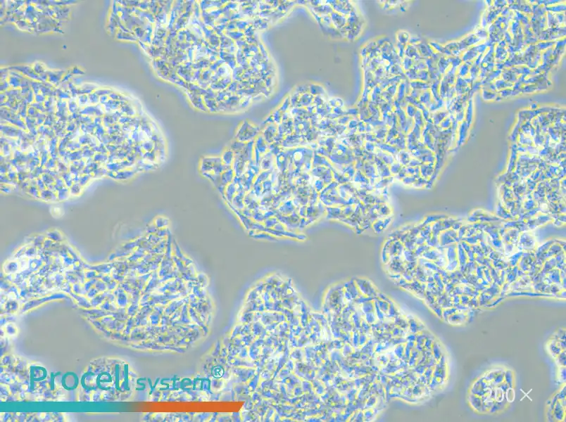 Hep G2 Cell Complete Medium - small - 4