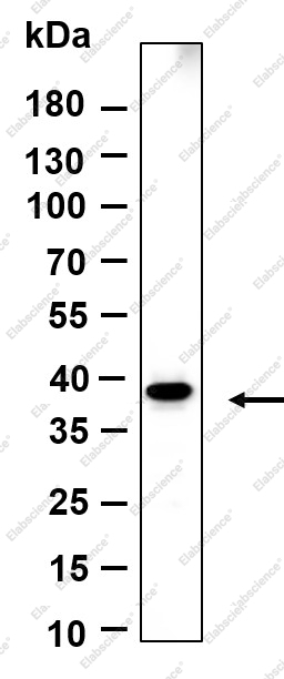 Recombinant Crk-L Monoclonal Antibody - 1