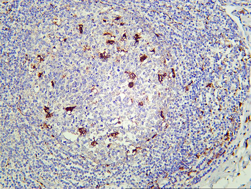 Recombinant CD68 Monoclonal Antibody - small - 4