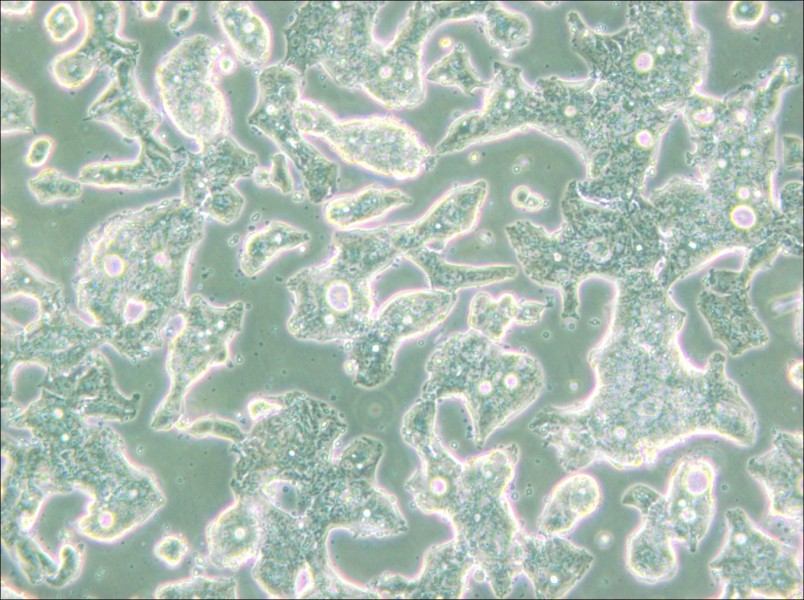 SW948 (DMEM) Cell Complete Medium - 6