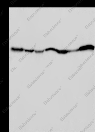 GOT2 Polyclonal Antibody - 1