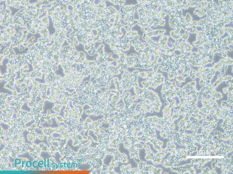 RAW 264.7 Cell Complete Medium - 2