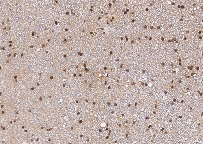 Recombinant Sox2 Monoclonal Antibody - small - 2