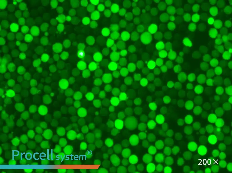 K-562-GFP - 5