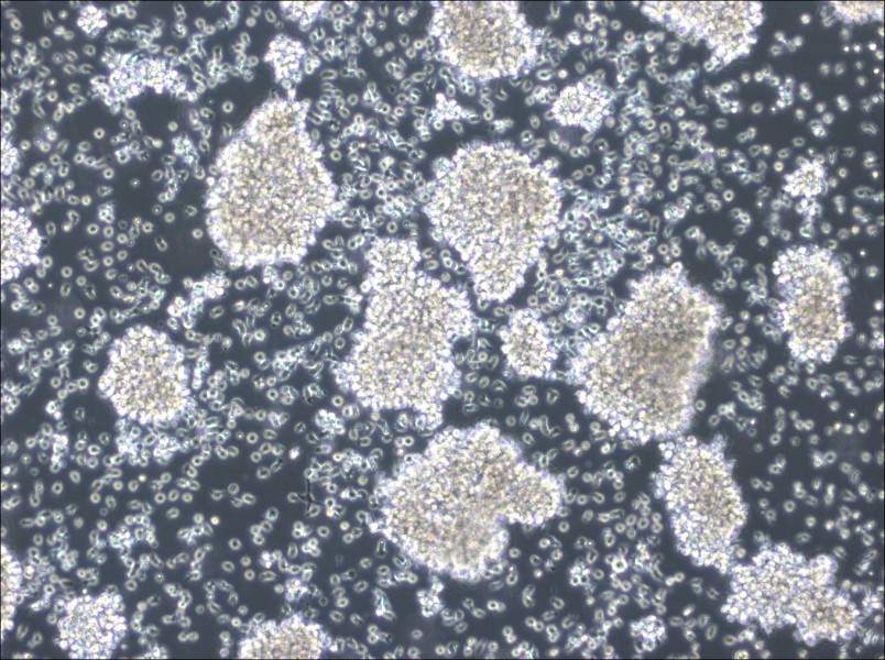 MC/CAR Cell Complete Medium - 3