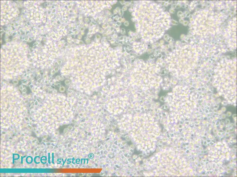 Reh Cell Complete Medium - small - 6