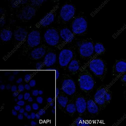 Recombinant CD32B Monoclonal Antibody - 5