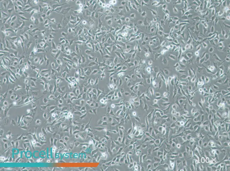 HBE135-E6E7 Cell Complete Medium - 1