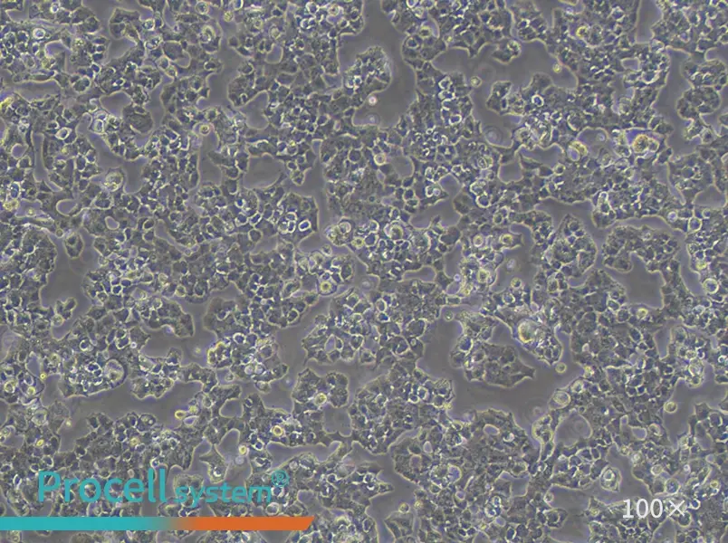 Beta-TC-6 Cell Complete MediumBeta-TC-6 Cell Complete Medium - 2