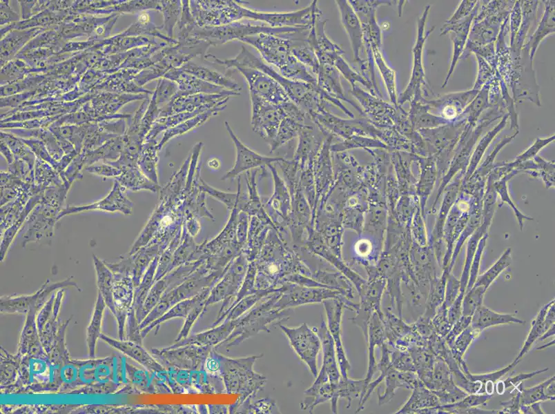 BHK-21 [C-13] Cell Complete Medium - small - 6