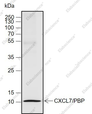 Recombinant CXCL7/PBP Monoclonal Antibody - 1