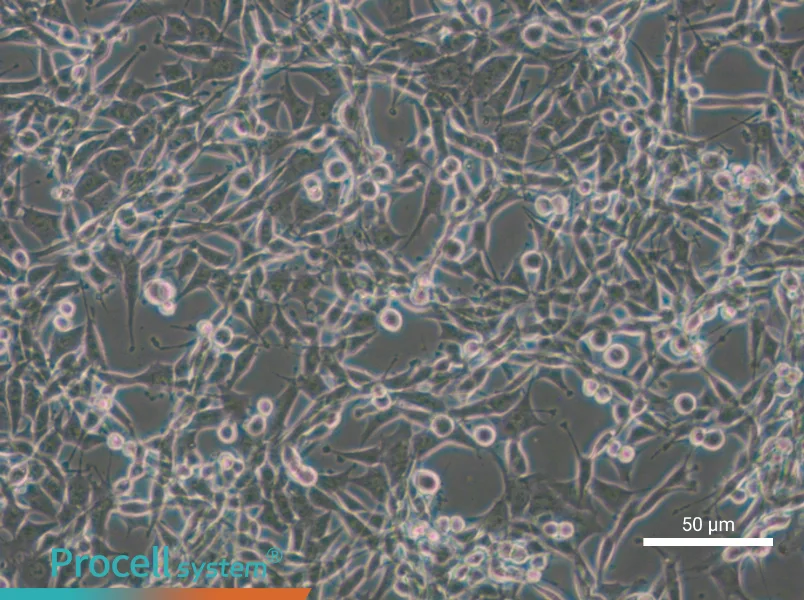 CBRH-7919 Cell Complete Medium - 5
