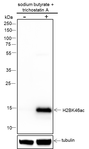 Recombinant Histone H2B (Acetyl Lys46) Monoclonal Antibody-searchlist-1