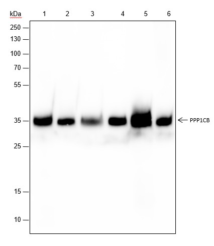 Recombinant PPP1CB Monoclonal Antibody-searchlist-1