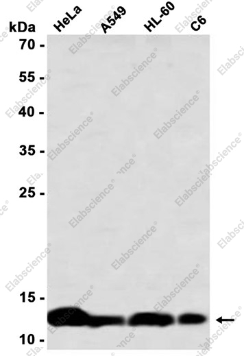 Recombinant PEN2 Monoclonal Antibody - 1