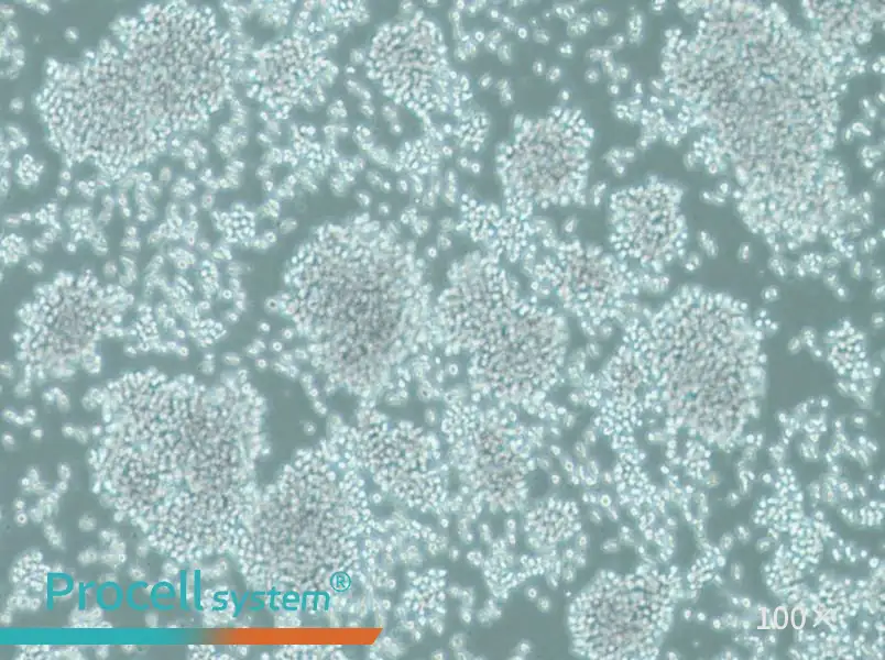 SUP-T1 Cell Complete MediumSUP-T1 Cell Complete Medium - 2