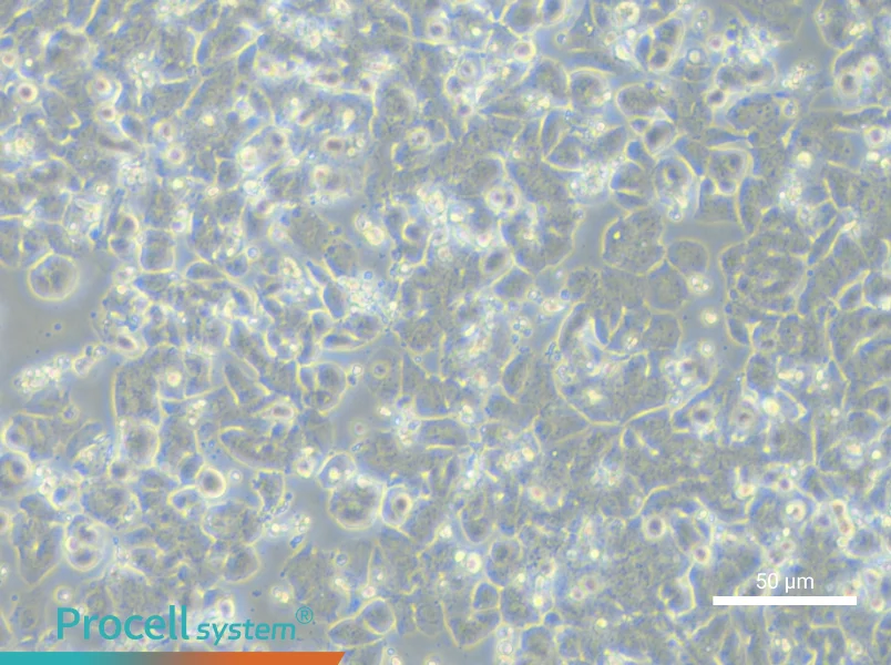 NCI-H1048NCI-H1048 - 3