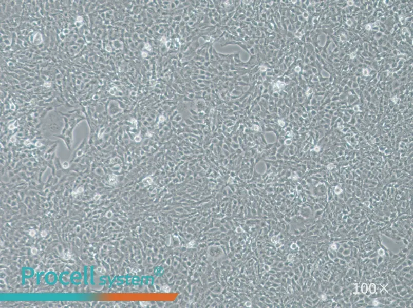 V79 Cell Complete MediumV79 Cell Complete Medium - 2