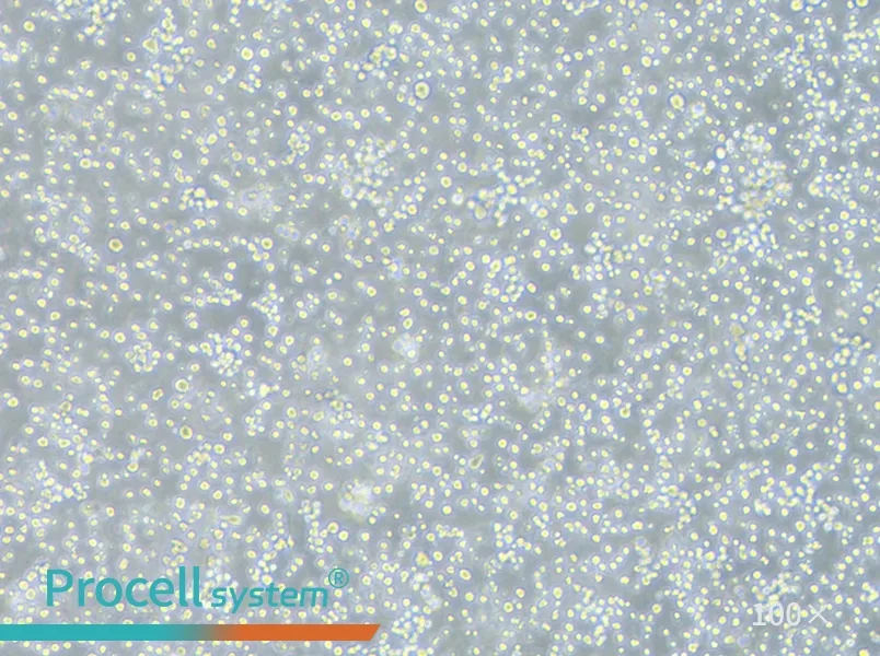 S-180 Cell Complete Medium - 1