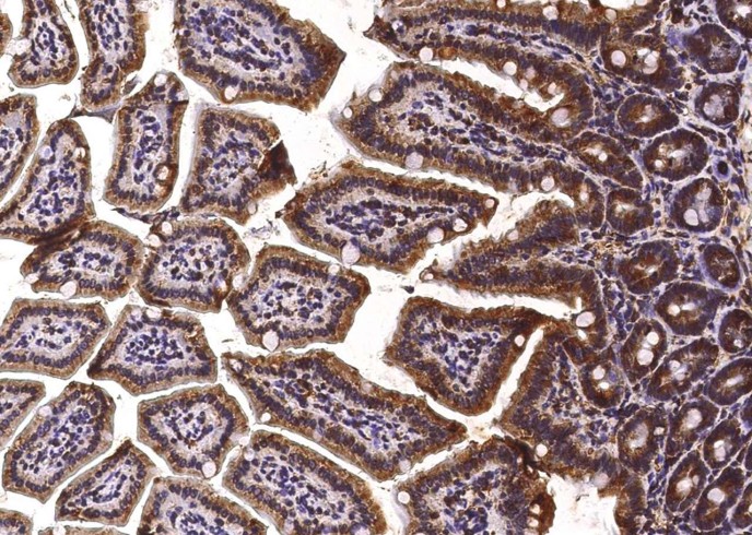 Recombinant P4HB Monoclonal Antibody - small - 2