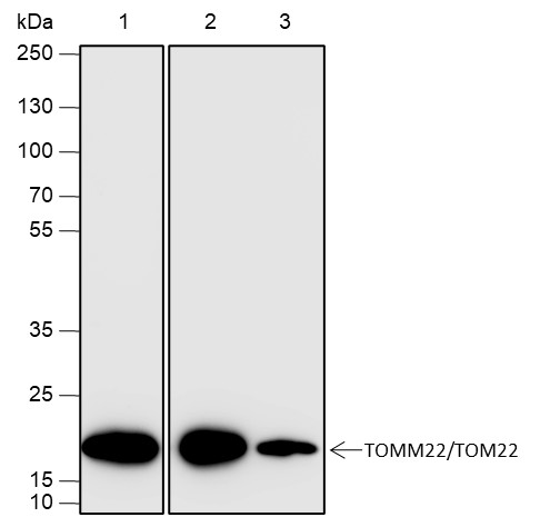 Recombinant TOMM22/TOM22 Monoclonal Antibody-searchlist-1
