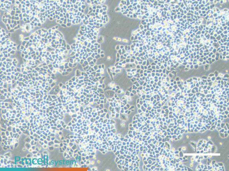 HCT-15-5FUHCT-15-5FU - 2