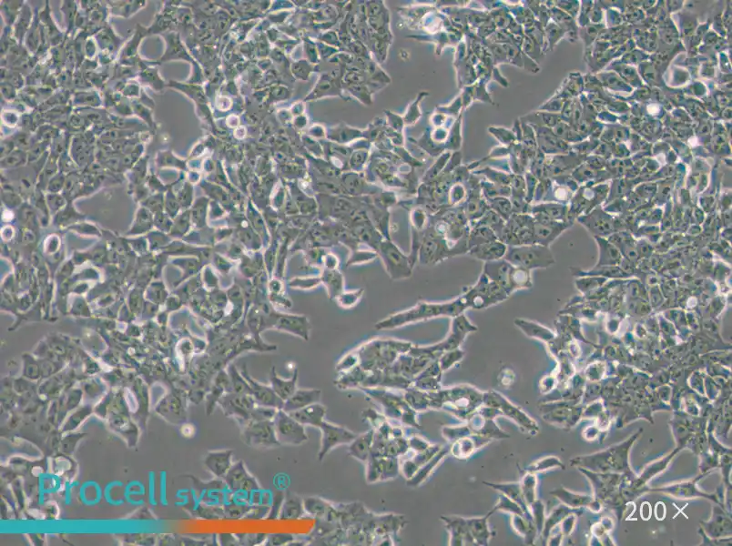 P19 Cell Complete Medium - small - 4