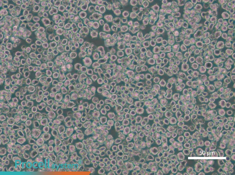 EL4 Cell Complete Medium - small - 6
