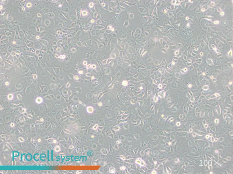 KLE Cell Complete Medium - 2