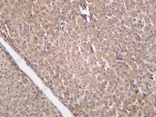 Recombinant AGO1 Monoclonal Antibody - 1