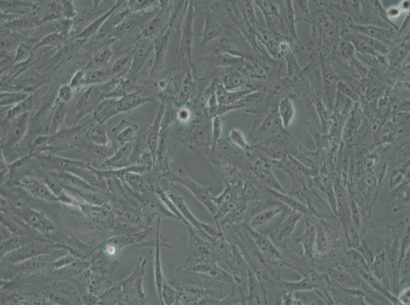 CRFK Cell Complete Medium - 6