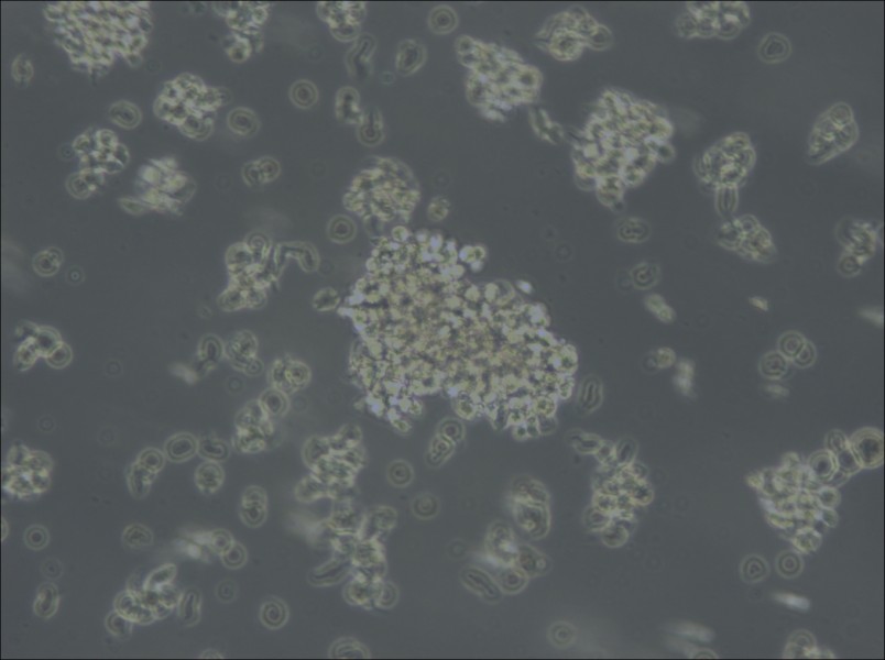 Jiyoye Cell Complete Medium - 4