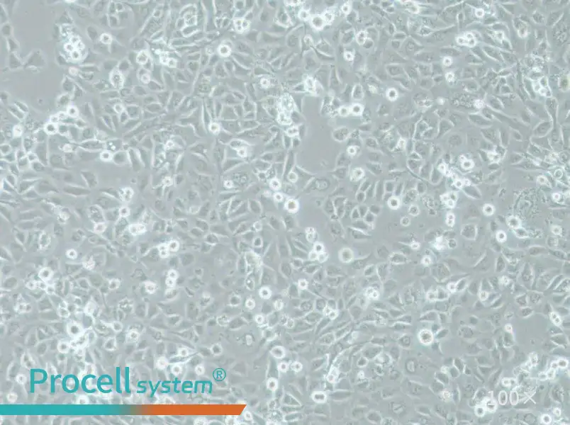 COLO-680N Cell Complete MediumCOLO-680N Cell Complete Medium - 3