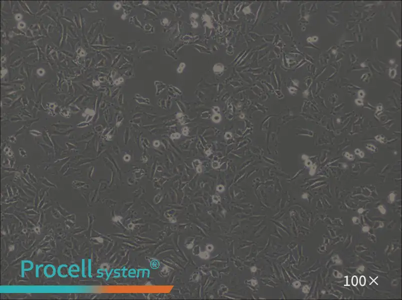 LN-18 Cell Complete MediumLN-18 Cell Complete Medium - 2
