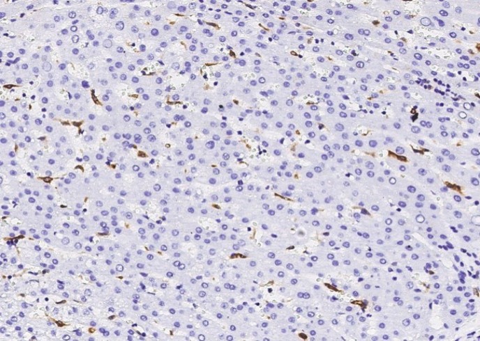 Recombinant CD68 Monoclonal Antibody - small - 2