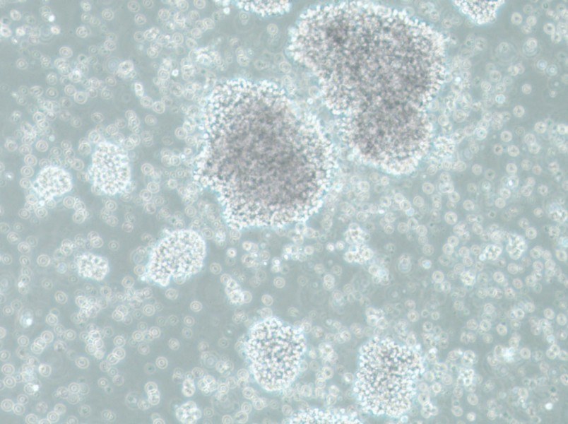 SU-DHL-10 Cell Complete MediumSU-DHL-10 Cell Complete Medium - 3
