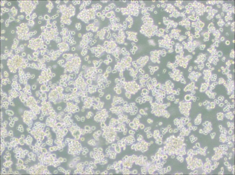 EB-3 Cell Complete Medium - 3