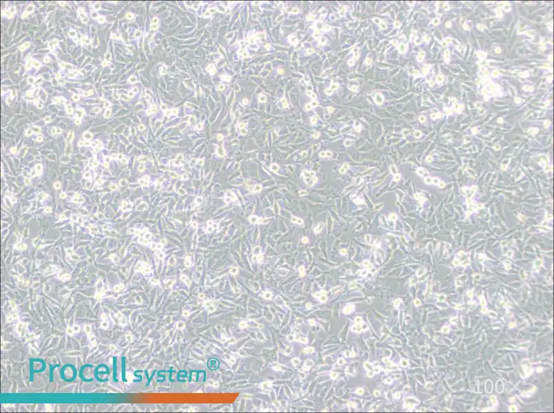 PaTu 8988t Cell Complete Medium - 2
