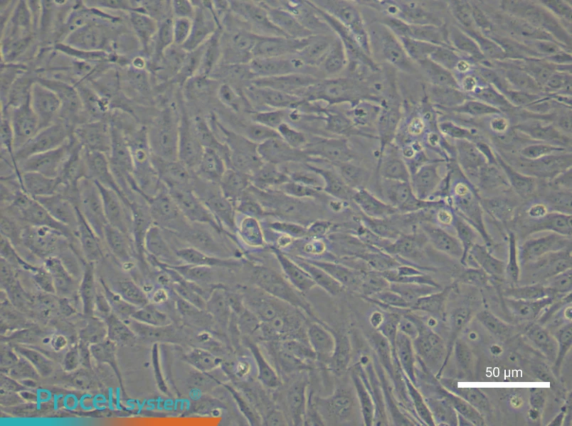 Human Lymphatic Endothelial Cell Complete Medium - small - 4