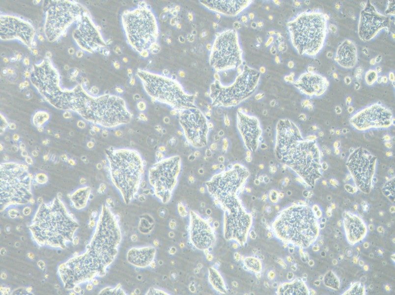 LC-2/ad Cell Complete MediumLC-2/ad Cell Complete Medium - 2
