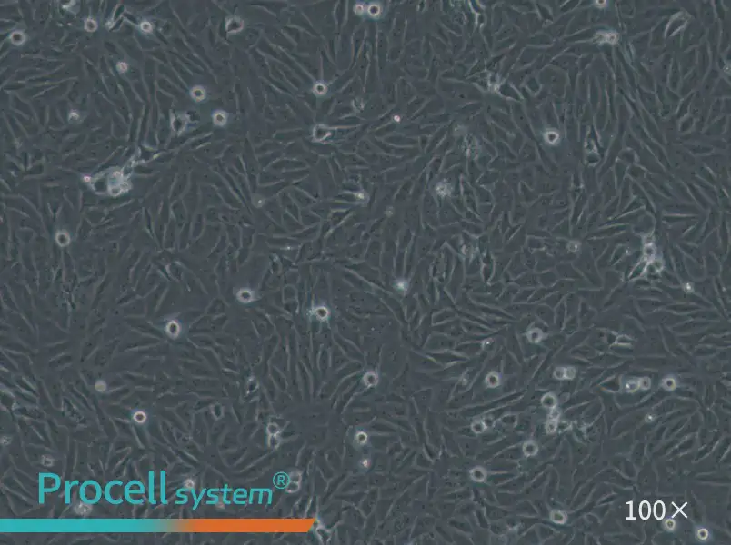 HOS Cell Complete Medium - 3