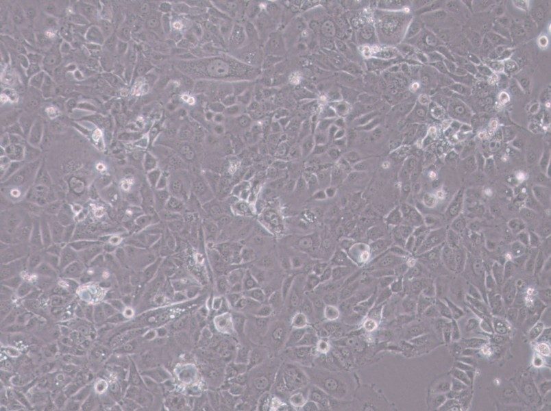 HT-1197 Cell Complete MediumHT-1197 Cell Complete Medium - 3